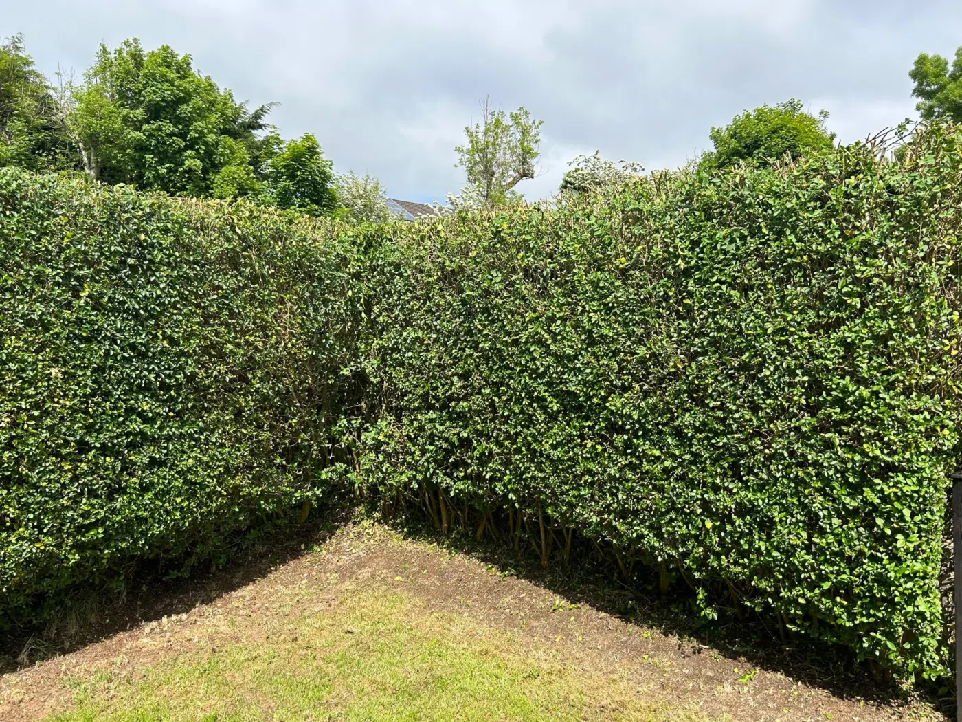 Formal rounded hedge after shaping