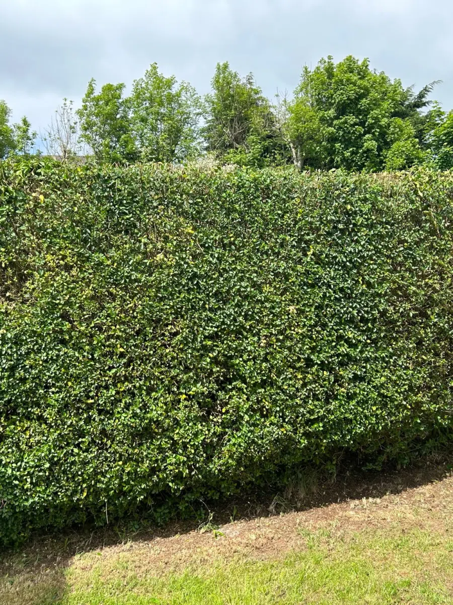 Residential garden hedge maintenance