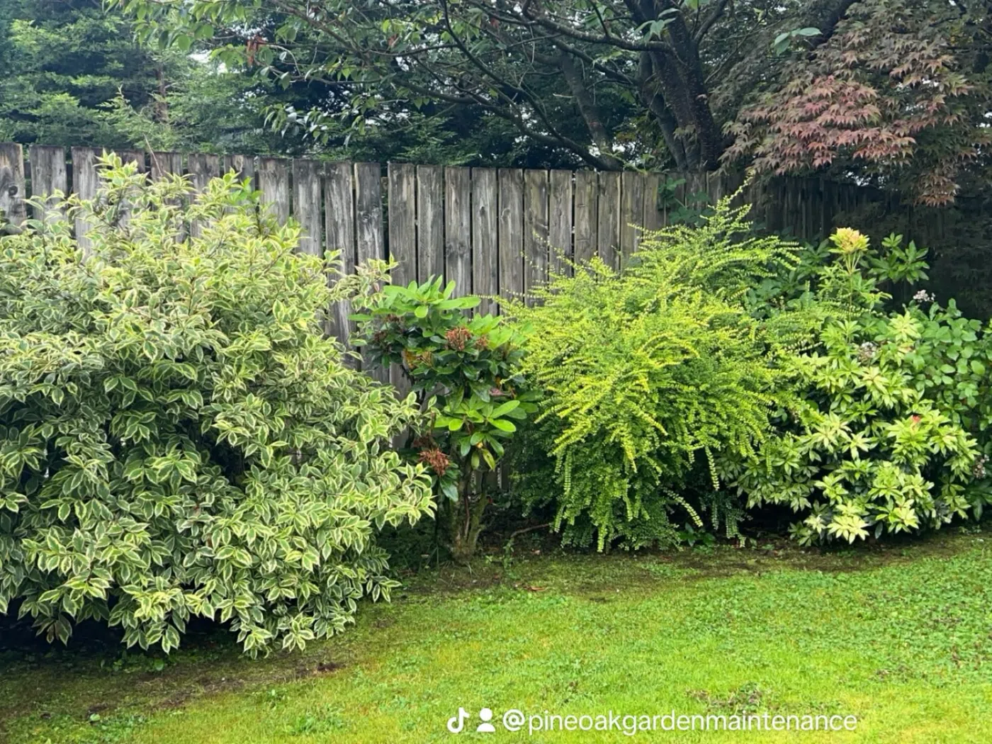 Recent garden maintenance work by Pine & Oak