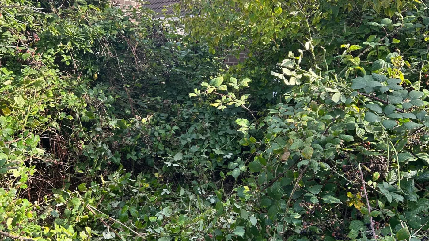 Garden Tidy-Ups in Newtownabbey and Belfast