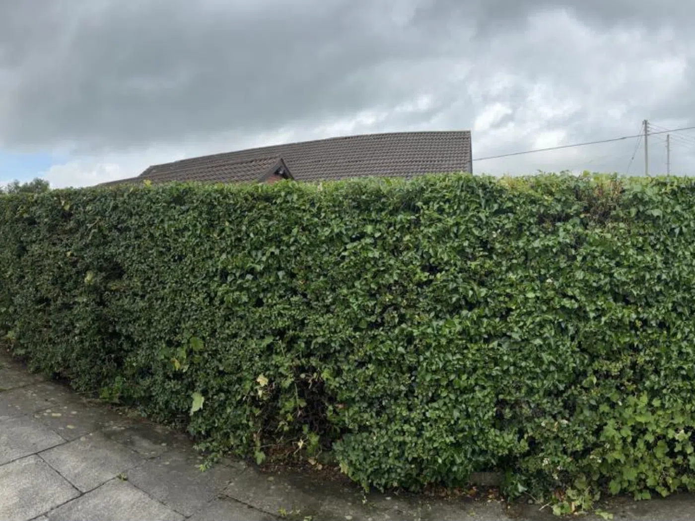 Hedge Reduction in Newtownabbey