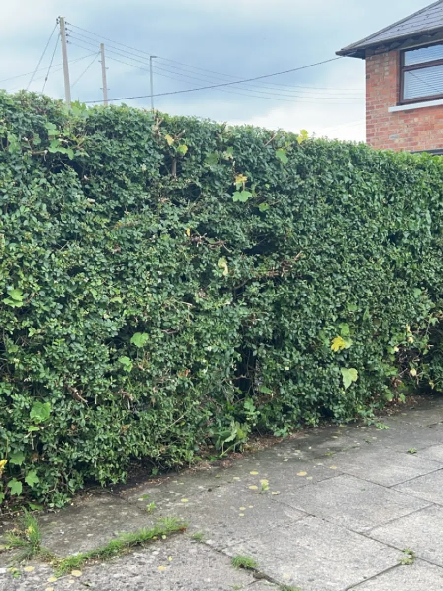 Hedge before reduction