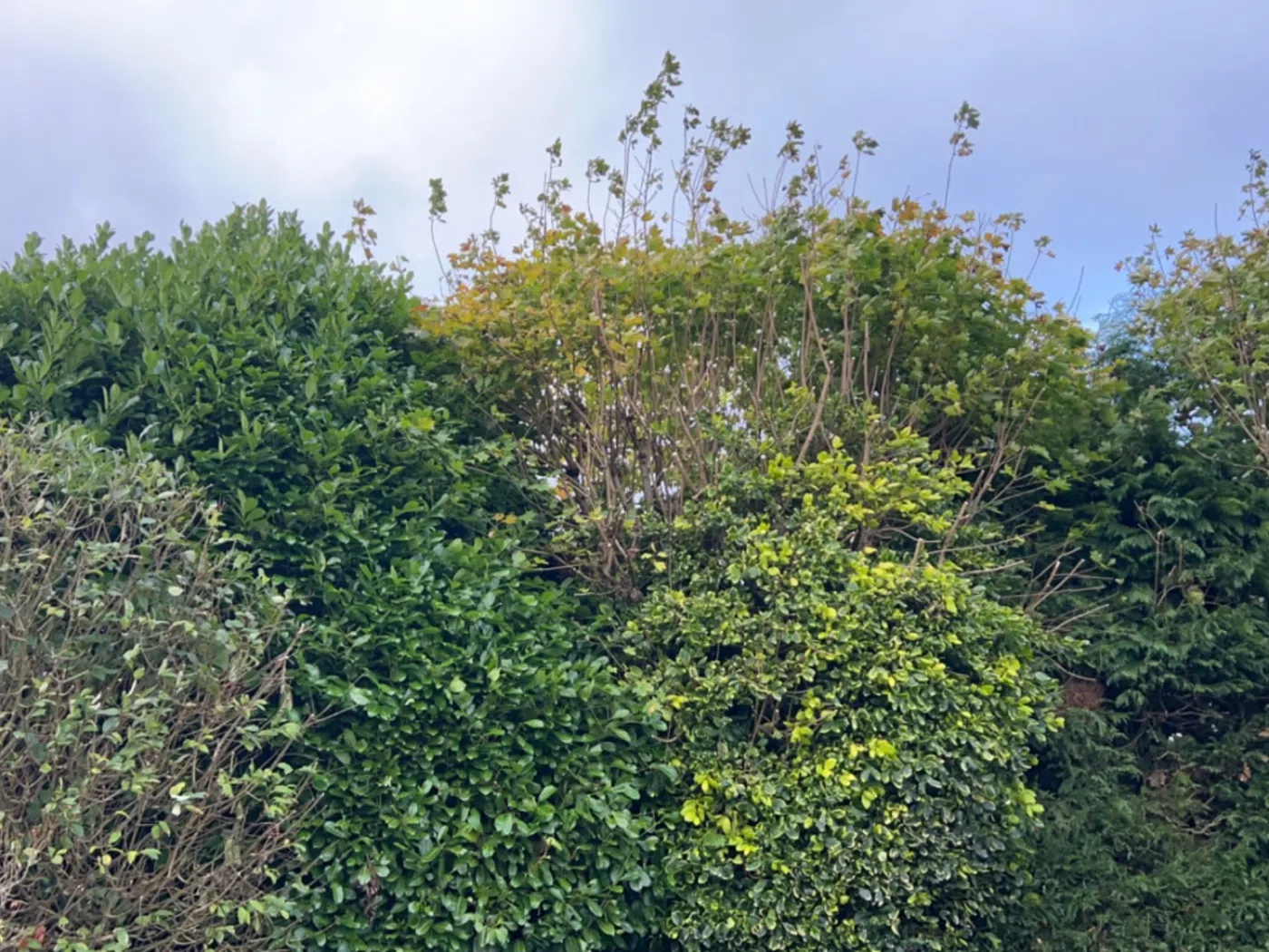 Recent Hedge & Grass Maintenance