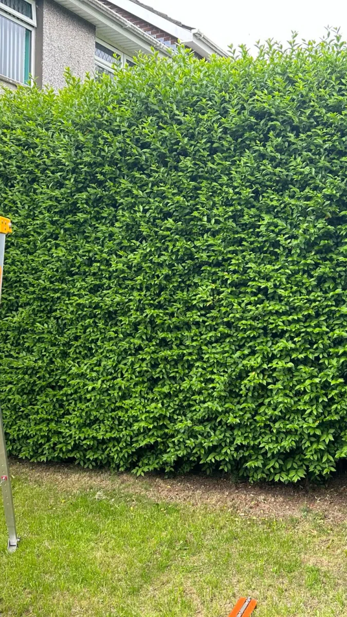 Hedge Cutting project photograph 3