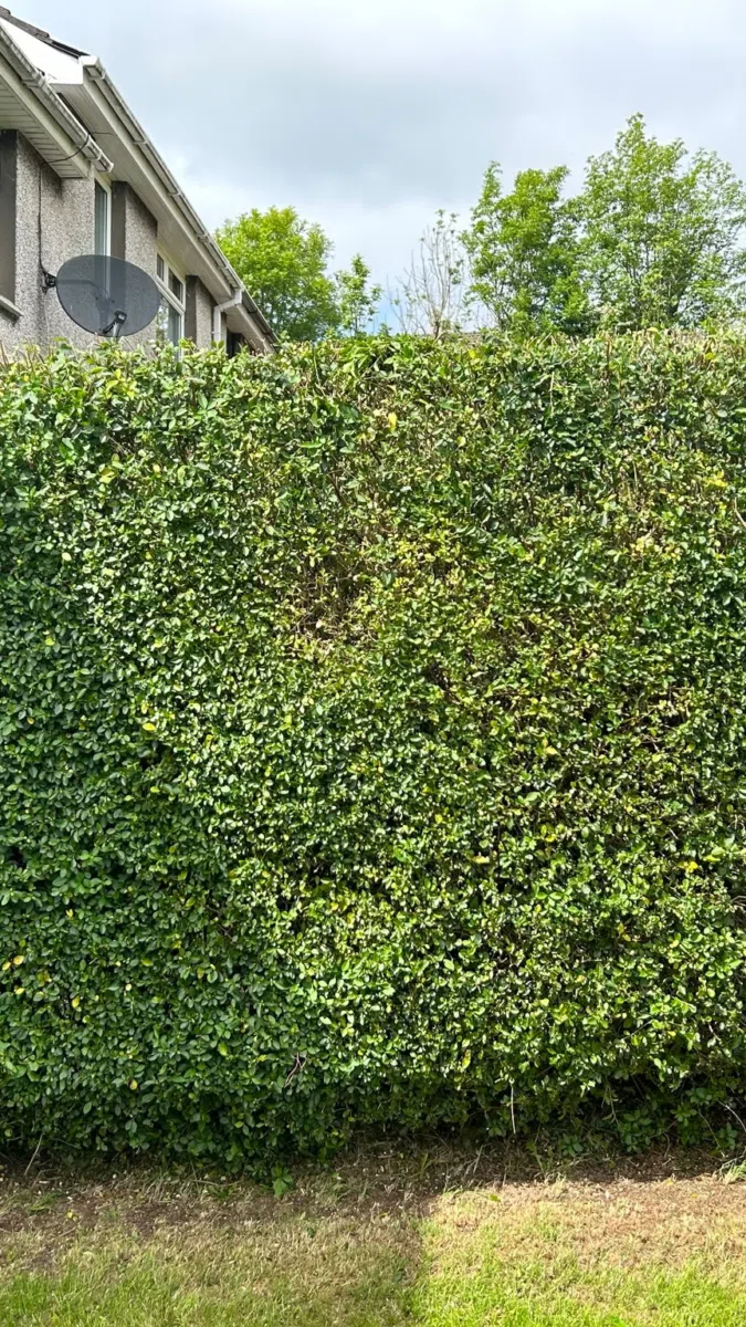 Hedge Cutting project photograph 4
