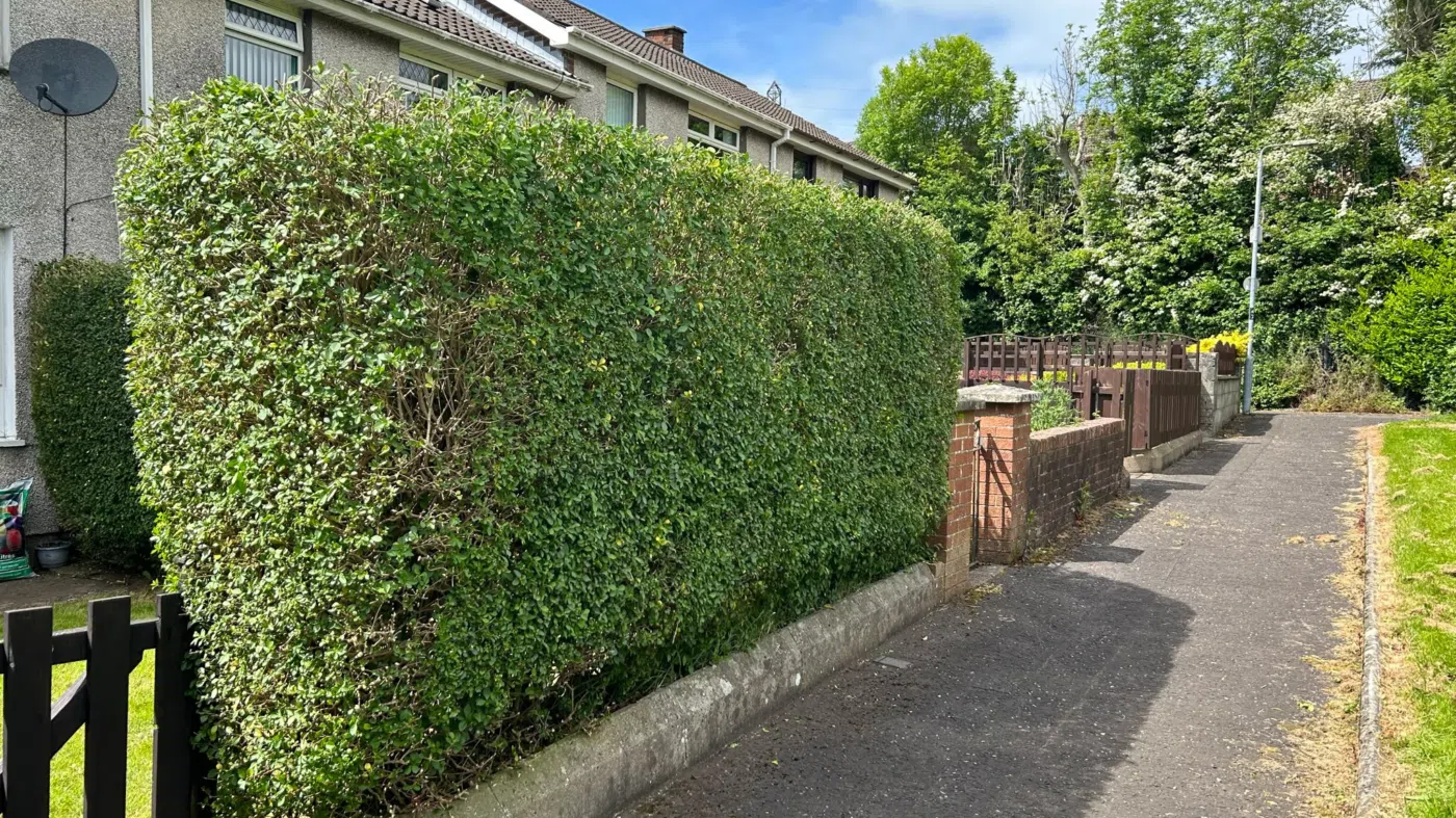 Hedge Cutting in Newtownabbey and Belfast