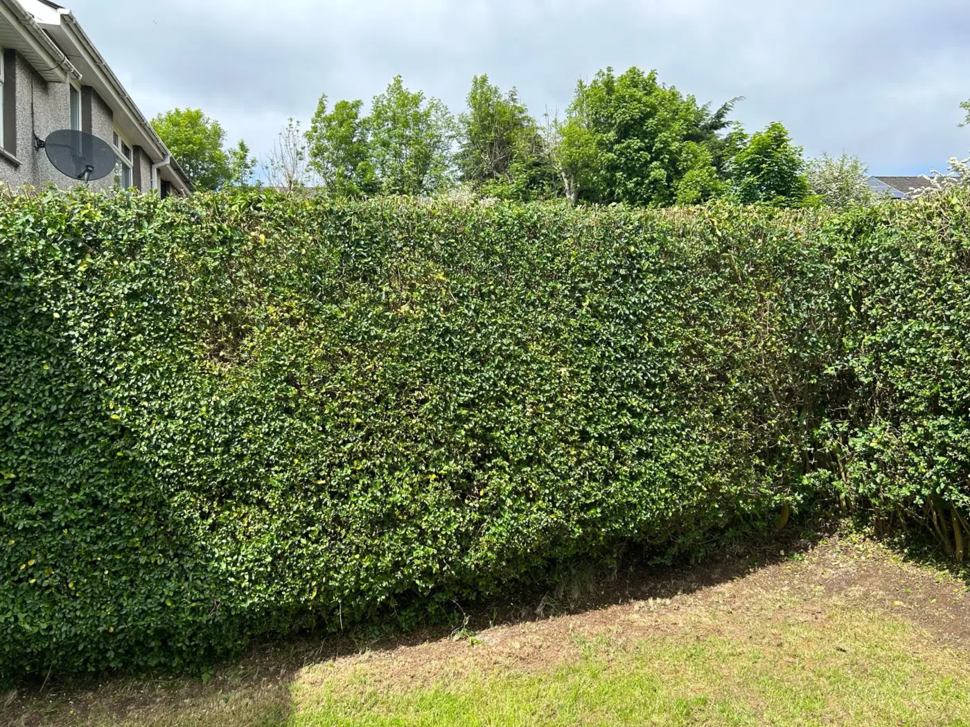 Garden and hedge after maintenance