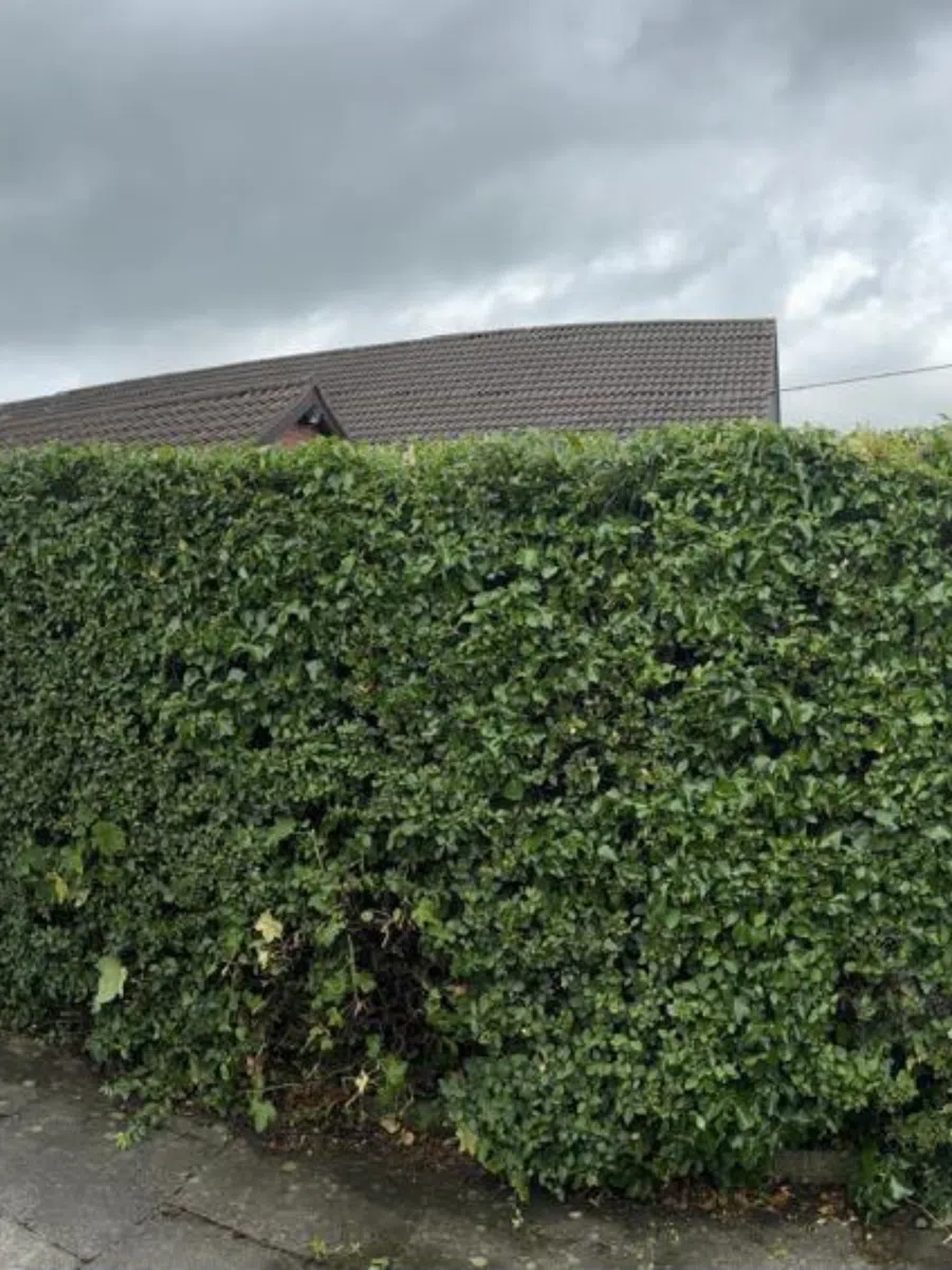 Laurel Hedge Planting