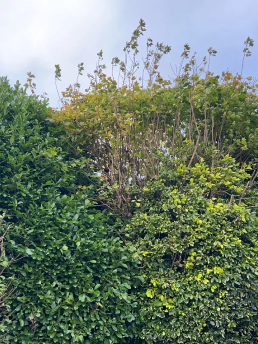 Laurel Hedge Planting in Newtownabbey